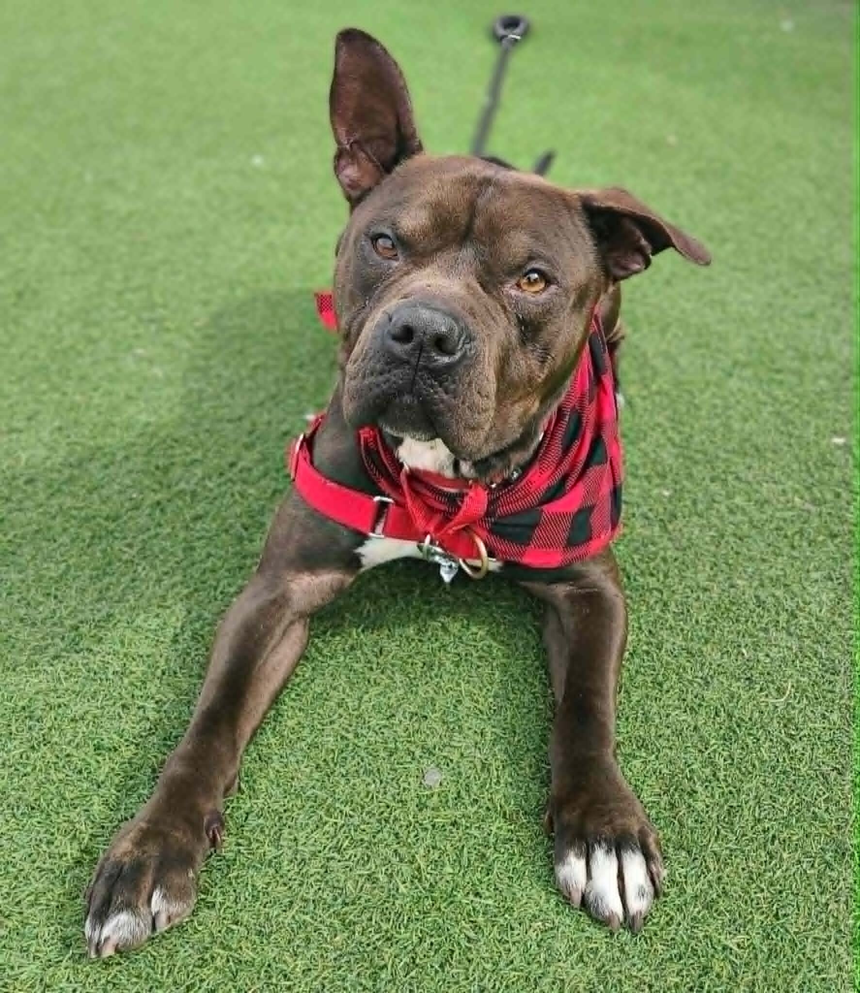 Picture of the Animal Listed